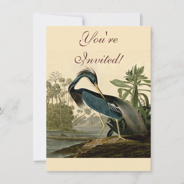 Audubon Louisiana Heron Birds America Art Einladung (Vorderseite)
