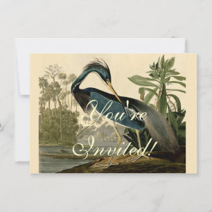 Audubon Louisiana Heron Birds America Art Einladung
