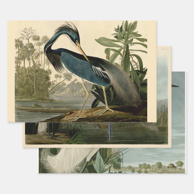 Audubon Louisiana Heron Birds America Art Geschenkpapier Set (Set)