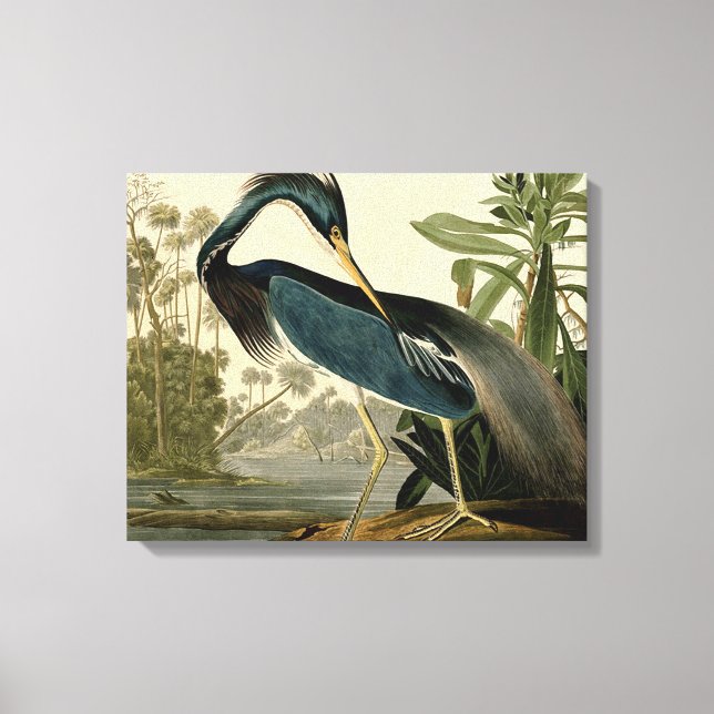 Audubon Louisiana Heron Birds America Art Leinwanddruck (Vorderseite)