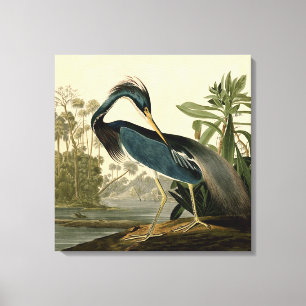 Audubon Louisiana Heron Birds America Art Leinwanddruck