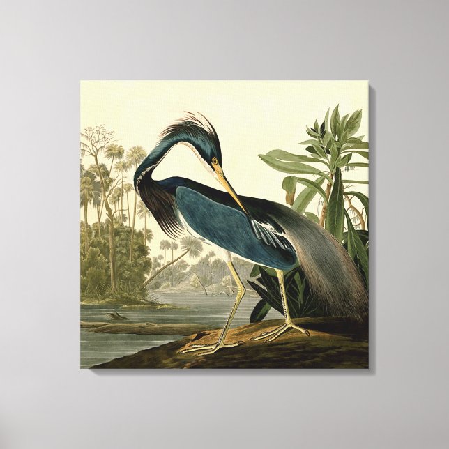 Audubon Louisiana Heron Birds America Art Leinwanddruck (Vorderseite)