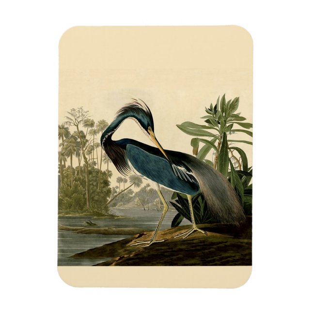 Audubon Louisiana Heron Birds America Art Magnet (Vertikal)