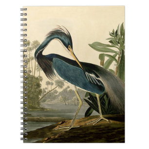 Audubon Louisiana Heron Birds America Art Notizblock