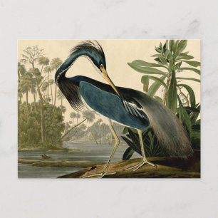 Audubon Louisiana Heron Birds America Art Postkarte