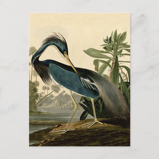 Audubon Louisiana Heron Birds America Art Postkarte (Vorderseite)