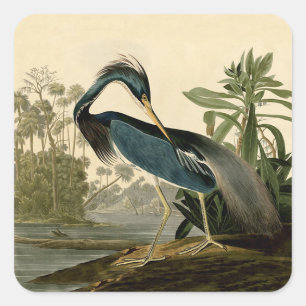 Audubon Louisiana Heron Birds America Art Quadratischer Aufkleber
