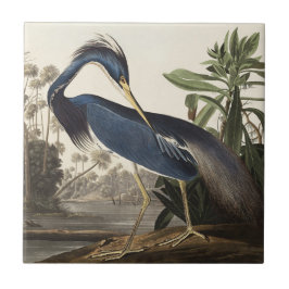 Audubon Louisiana Heron Birds of America Art Print Fliese