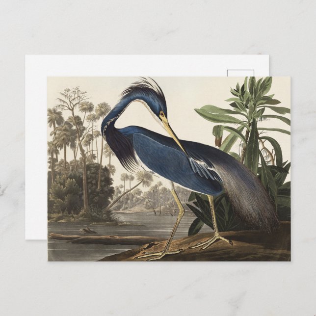Audubon Louisiana Heron Birds of America Art Print Postkarte (Vorne/Hinten)