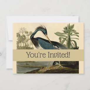 Audubon Louisiana Reiher Birds America Kunst Einladung