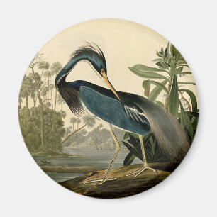 Audubon Louisiana Reiher Birds America Kunst Magnet