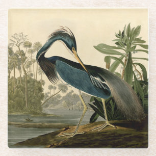 Audubon Louisiana Reiher Vögel Amerika Kunst Glasuntersetzer