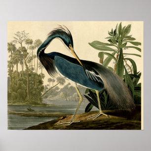 Audubon Louisiana Reiher Vögel Amerika Kunst Poster