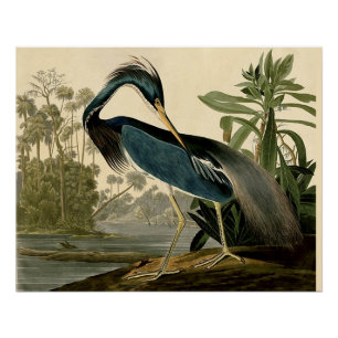 Audubon Louisiana Reiher Vögel Amerika Kunst Poster