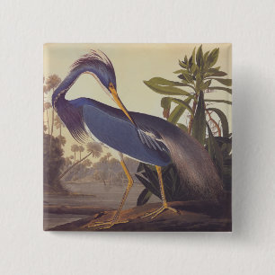 Audubon Lousiana Heron on Coastal Marsh Land Button