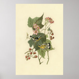 Audubon Magnolia Warbler Poster
