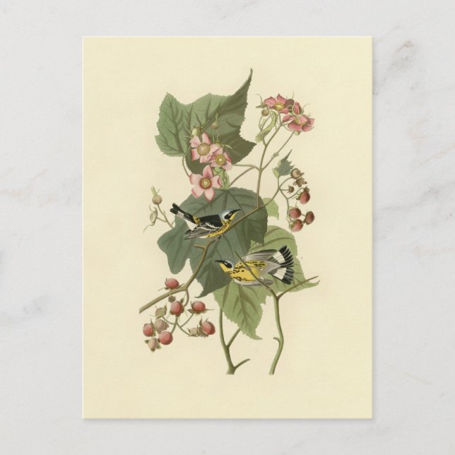 Audubon Magnolia Warbler Postkarte (Vorderseite)