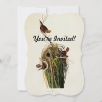 Audubon Marsh Wren Bird Art