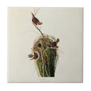 Audubon Marsh Wren Bird Art Fliese