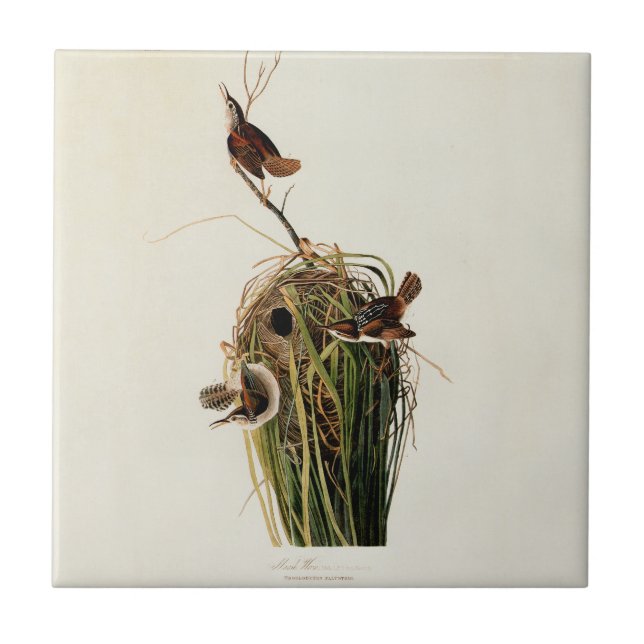 Audubon Marsh Wren Bird Art Fliese (Vorderseite)