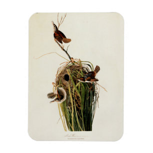 Audubon Marsh Wren Bird Art Magnet