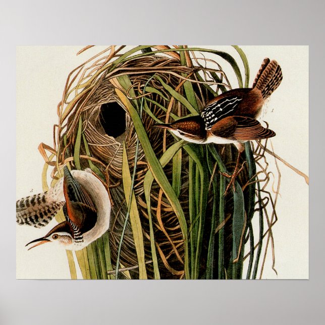 Audubon Marsh Wren Bird Art Poster (Vorne)