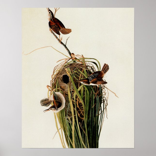 Audubon Marsh Wren Bird Art Poster (Vorne)