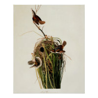 Audubon Marsh Wren Bird Art