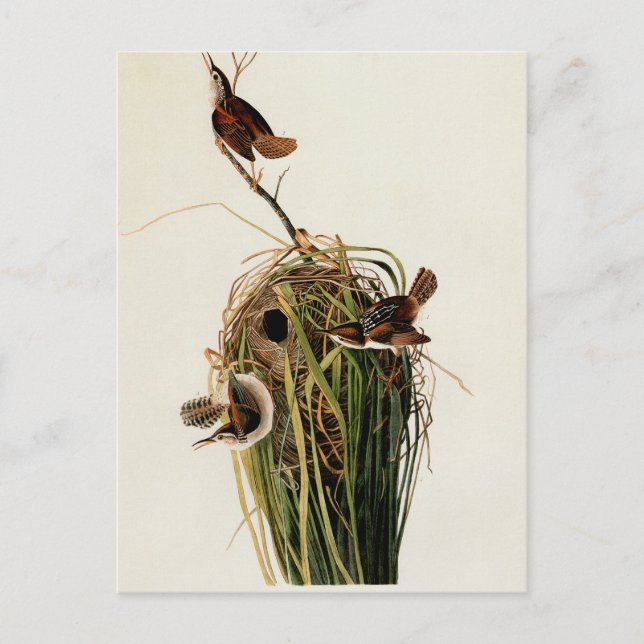 Audubon Marsh Wren Bird Art Postkarte (Vorderseite)
