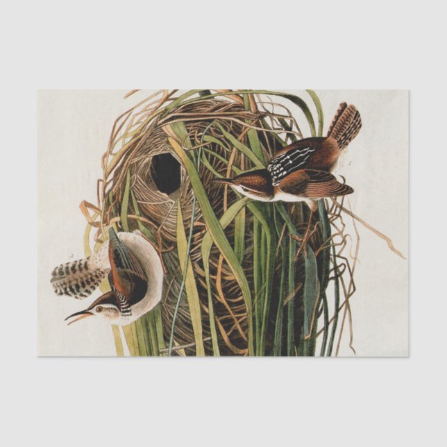 Audubon Marsh Wren Bird Art Seidenpapier (Vorderseite)