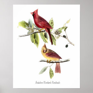 Audubon Nordkardinal Poster