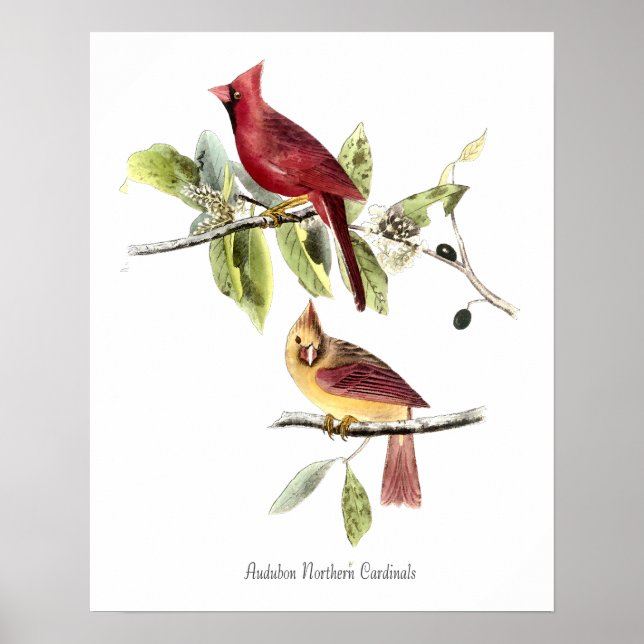 Audubon Nordkardinal Poster (Vorne)