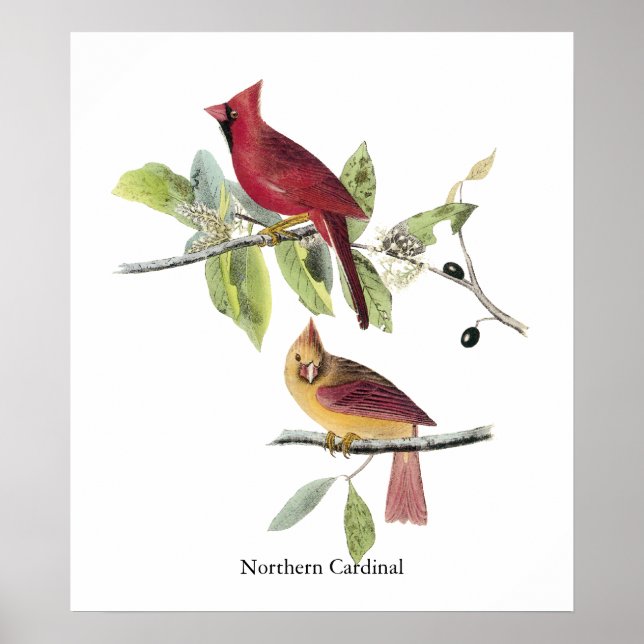 Audubon Northern Kardinal Poster (Vorne)