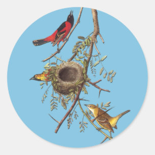 Audubon Orchard Oriole Bird Art Stickers
