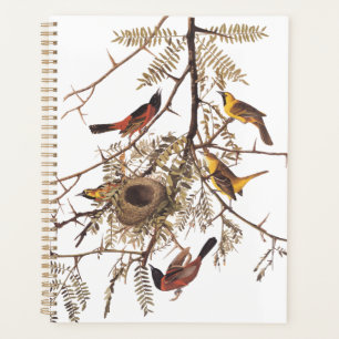 Audubon Orchard Oriole Birds Nesting in Tree Planer