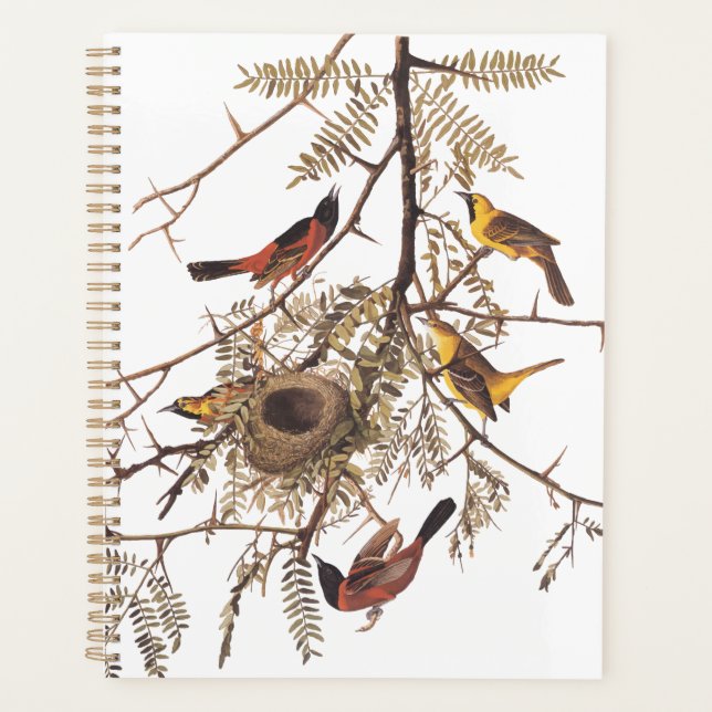 Audubon Orchard Oriole Birds Nesting in Tree Planer (Vorderseite)