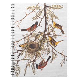 Audubon Orchard Oriole in Honey Locust Notizblock