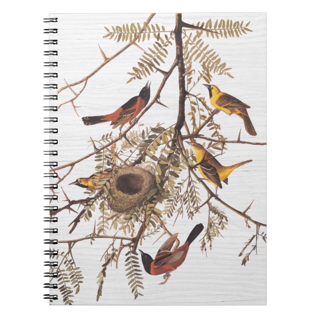 Audubon Orchard Oriole in Honey Locust Notizblock (Vorderseite)