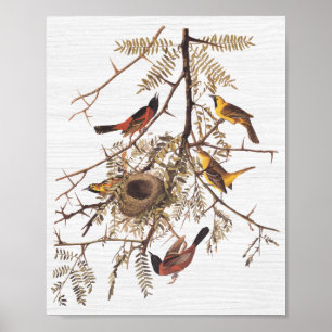 Audubon Orchard Oriole in Honey Locust Poster
