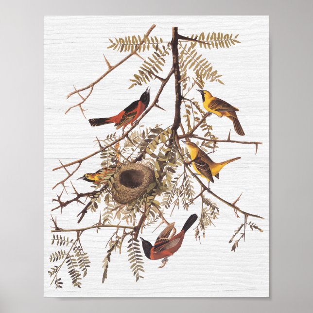 Audubon Orchard Oriole in Honey Locust Poster (Vorne)