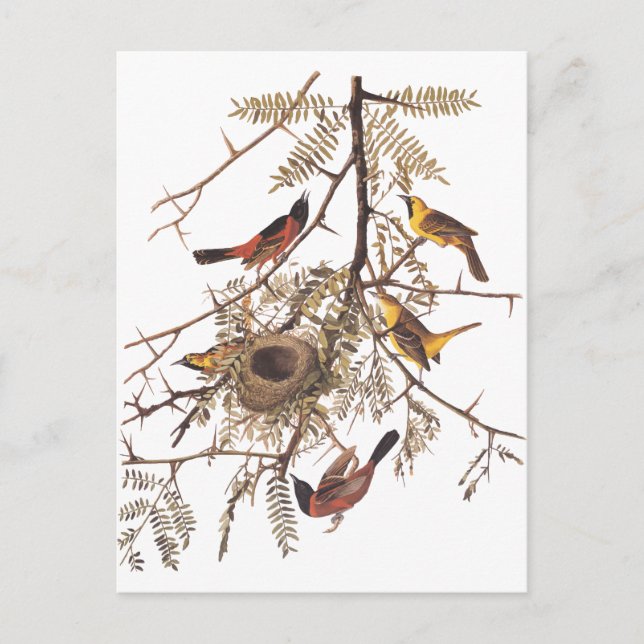 Audubon Orchard Oriole in Honey Locust Postkarte (Vorderseite)