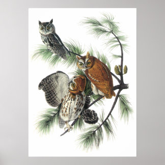 Audubon Owls Poster
