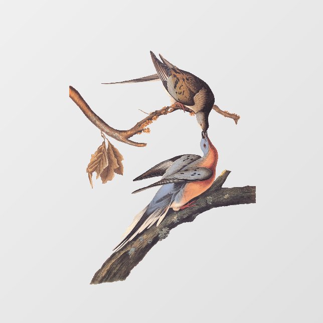 Audubon-Paar Kissing-Passagiertauben Fensteraufkleber (Blatt)