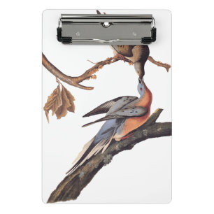 Audubon-Paar Kissing-Passagiertauben Mini Klemmbrett
