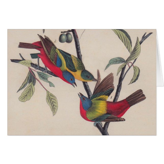 Audubon Painted Bunting Bird Wildlife (Vorderseite (Horizontal))