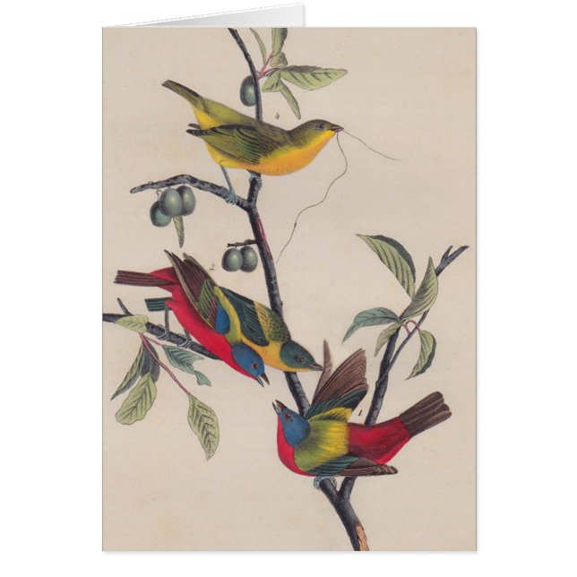 Audubon Painted Bunting Bird Wildlife (Vorne)