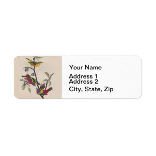 Audubon Painted Bunting Bird Wildlife