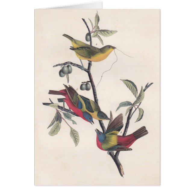 Audubon Painted Bunting Bird Wildlife (Vorne)