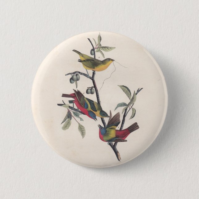 Audubon Painted Bunting Bird Wildlife Button (Vorderseite)