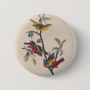Audubon Painted Bunting Bird Wildlife Button